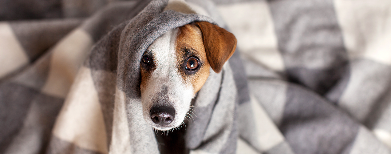 What is the Warm Home Discount and how can I apply?