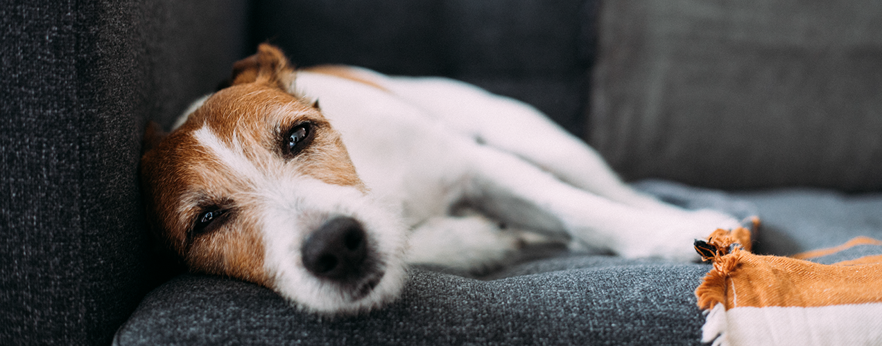 Can landlords refuse pets in a rented property?