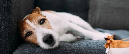 Can landlords refuse pets in a rented property?