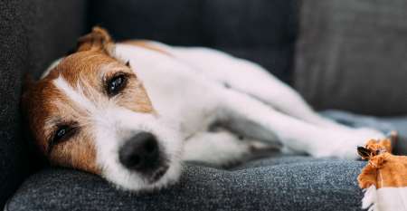 Small dog lying on sofa