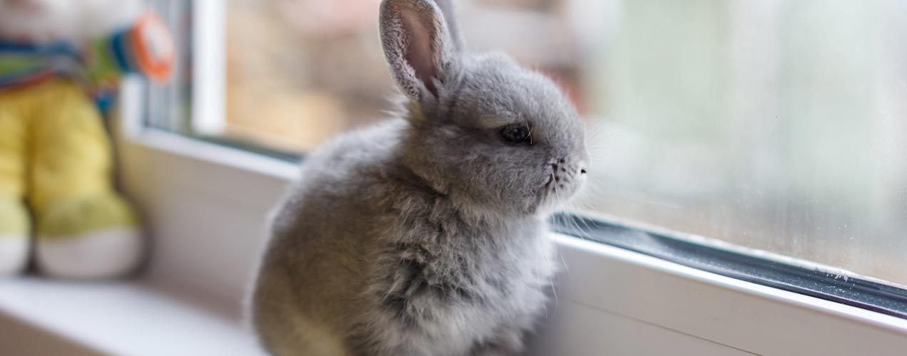 How much do rabbits cost to keep?